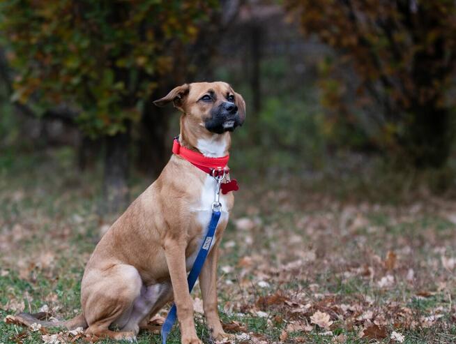 Roczny Karmel szuka odpowiedzialnego domu!