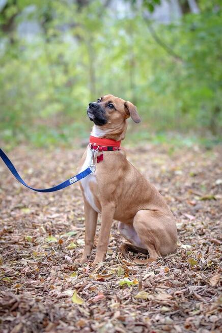 Roczny Karmel szuka odpowiedzialnego domu!