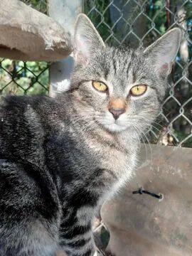 Kminek ok 6 mcz.pięknie umaszczony kocurek błaga o dom Sylwi