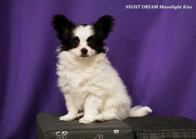Spaniel Miniaturowy PAPILLON piesek piesek po championie FCI
