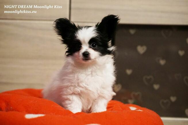 Spaniel Miniaturowy PAPILLON piesek piesek po championie FCI