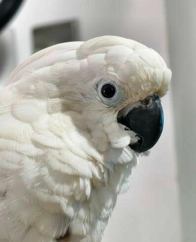 Superoswojona papuga kakadu