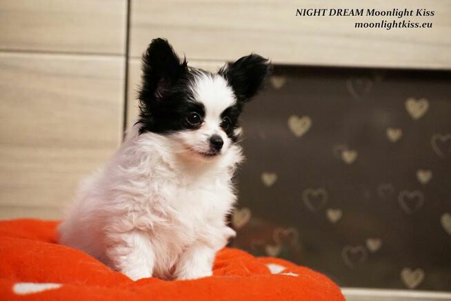 Spaniel Miniaturowy PAPILLON piesek piesek po championie FCI