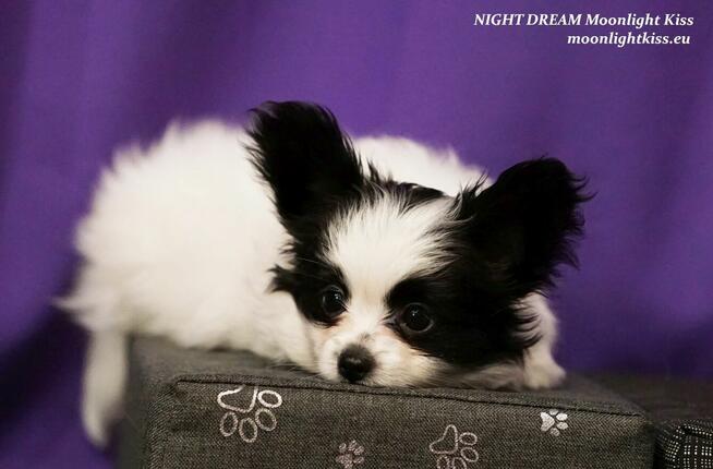 Spaniel Miniaturowy PAPILLON piesek piesek po championie FCI