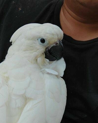 Superoswojona papuga kakadu