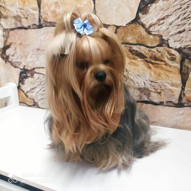 York shire Terrier mini reproduktor uprawnienia