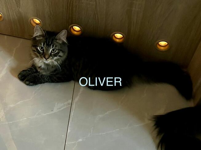 Kocięta syberyjskie rodowodowe