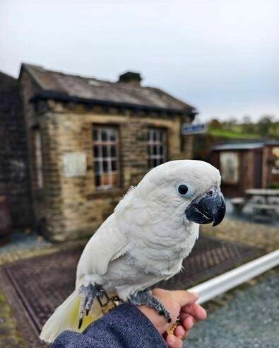 Superoswojona papuga kakadu