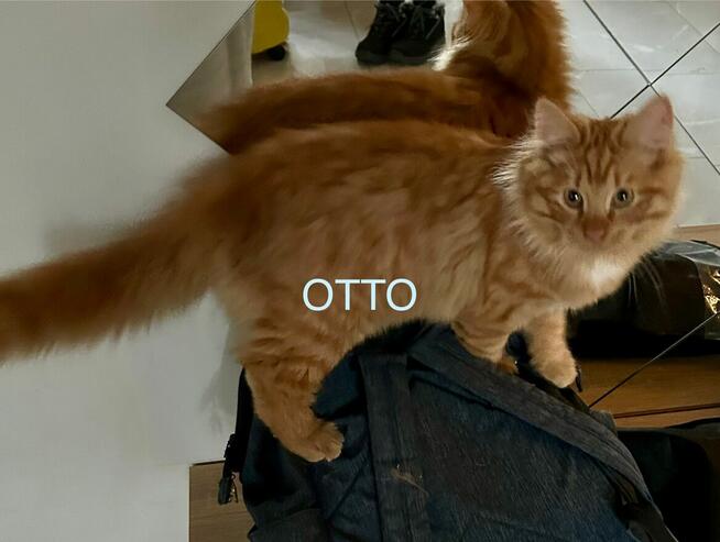 Kocięta syberyjskie rodowodowe