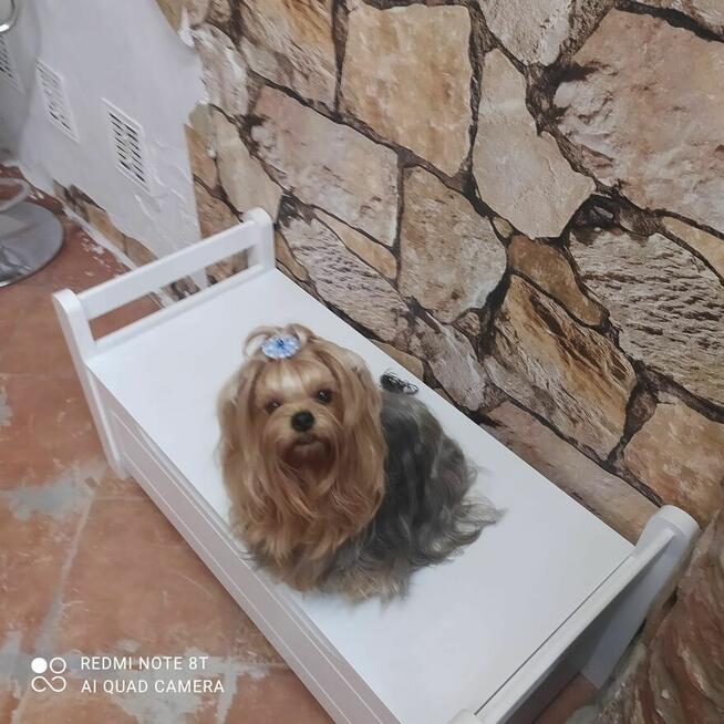 York shire Terrier mini reproduktor uprawnienia