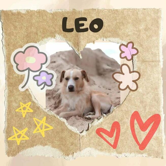 Leo - domowy, kochany, wychowany psiak szuka domu!