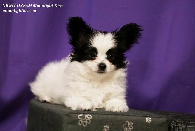 Spaniel Miniaturowy PAPILLON piesek piesek po championie FCI