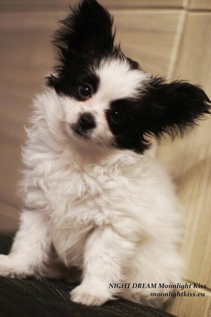 Spaniel Miniaturowy PAPILLON piesek piesek po championie FCI