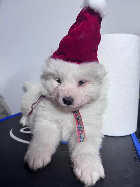 Piękny szczeniak samoyed samojed z RODOWODEM