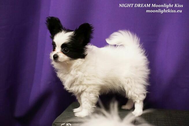 Spaniel Miniaturowy PAPILLON piesek piesek po championie FCI