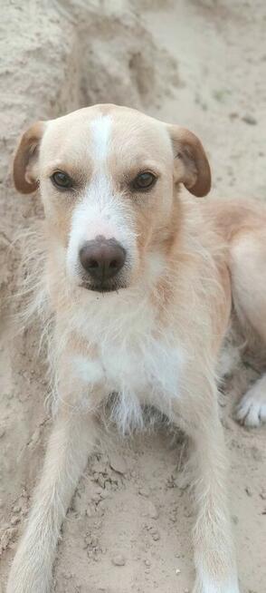 Leo - domowy, kochany, wychowany psiak szuka domu!