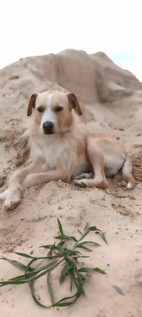 Leo - domowy, kochany, wychowany psiak szuka domu!