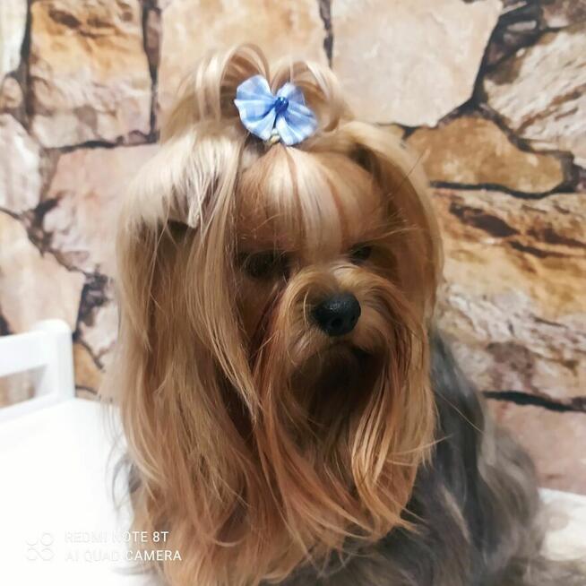 York shire Terrier mini reproduktor uprawnienia