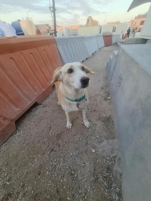 Tonia ok 5 let.sunia może mieć dom w Polsce ratunku !!!