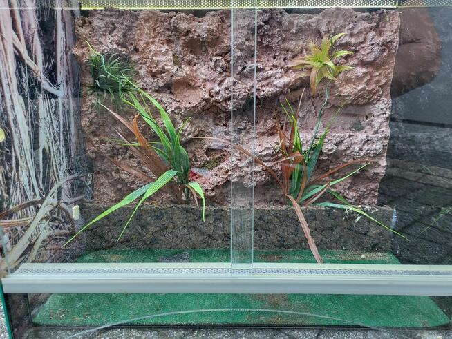 Terrarium 50x30x40 ścianka dla jaszczurka/wąż