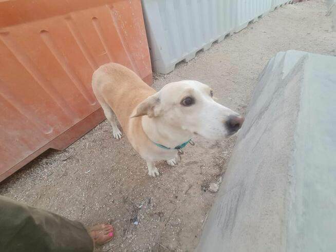 Tonia ok 5 let.sunia może mieć dom w Polsce ratunku !!!