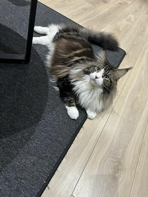 Reproduktor Maine Coon