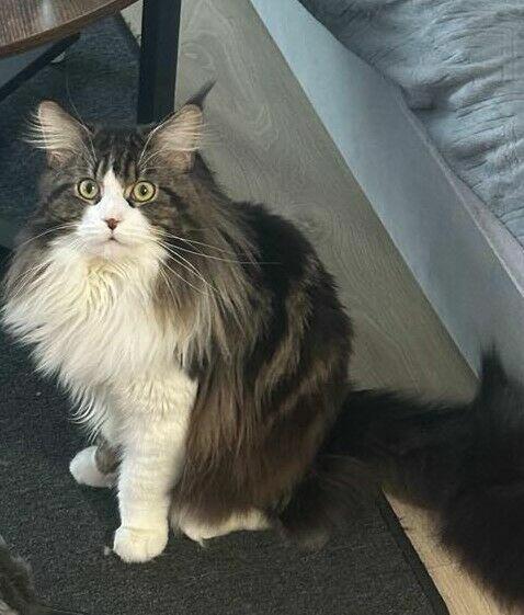 Reproduktor Maine Coon