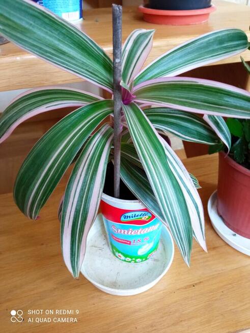 A może żyworódkę lub...