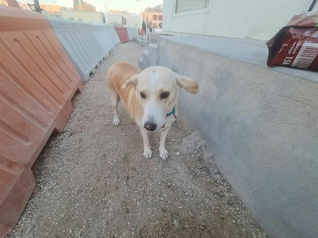 Tonia ok 5 let.sunia może mieć dom w Polsce ratunku !!!