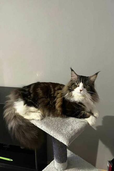 Reproduktor Maine Coon