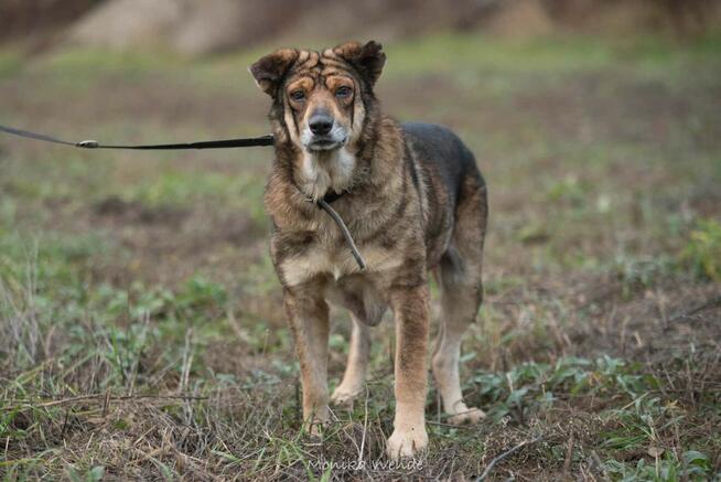 Kokosz szuka ciepłego domu