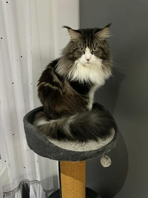 Reproduktor Maine Coon