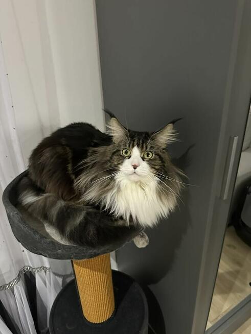 Reproduktor Maine Coon