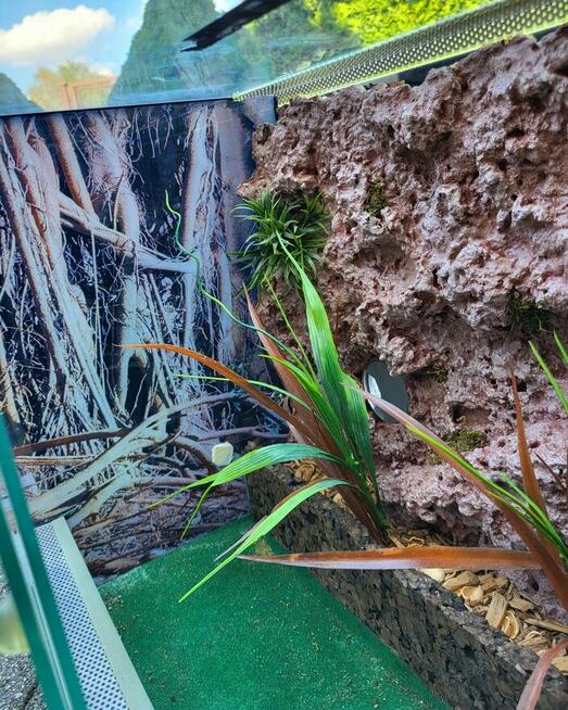 Terrarium 50x30x40 ścianka dla jaszczurka/wąż