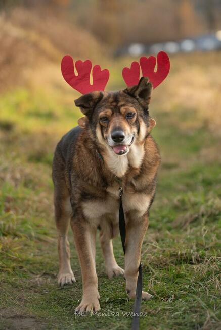 Kokosz szuka ciepłego domu