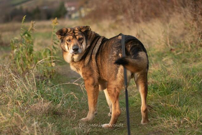 Kokosz szuka ciepłego domu