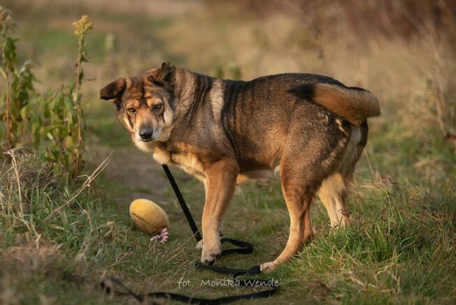 Kokosz szuka ciepłego domu