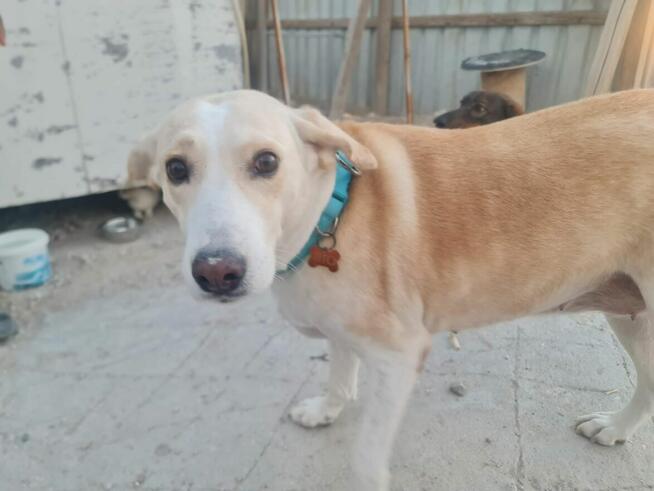 Tonia ok 5 let.sunia może mieć dom w Polsce ratunku !!!