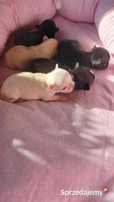 Chihuahua piesek długowłosy