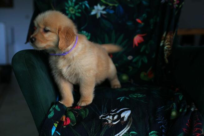 GOLDEN RETRIEVER-typ amerykański, linia amerykańska, ZKwP