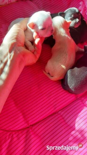 Chihuahua piesek długowłosy