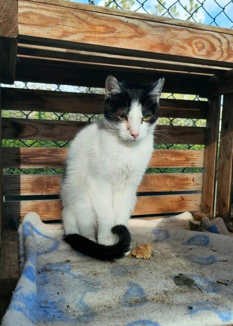 Młody delikatny kocurek Miki