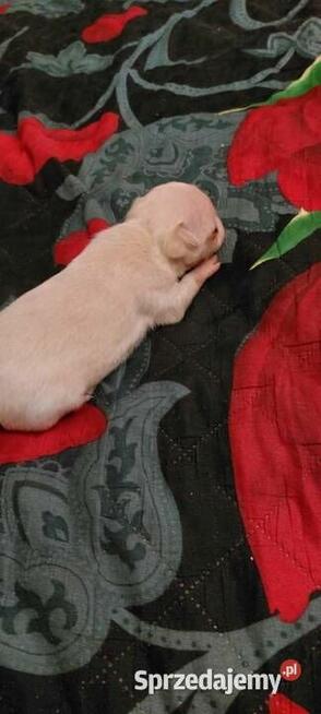 Chihuahua piesek długowłosy