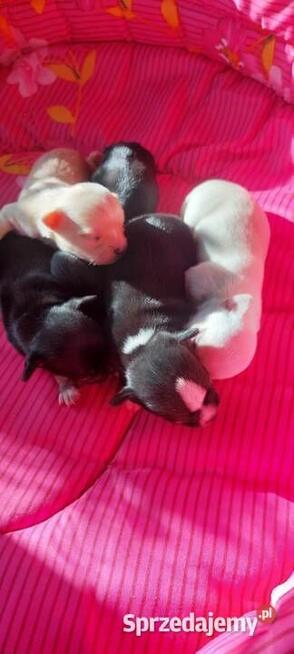 Chihuahua piesek długowłosy