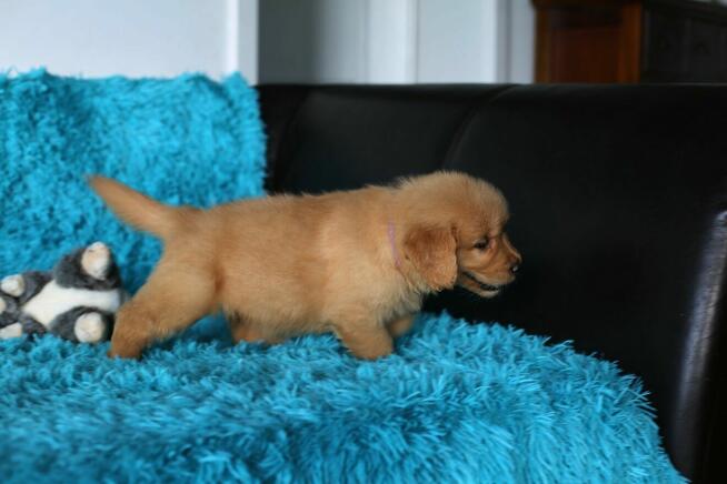 GOLDEN RETRIEVER-typ amerykański, linia amerykańska, ZKwP