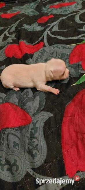 Chihuahua piesek długowłosy