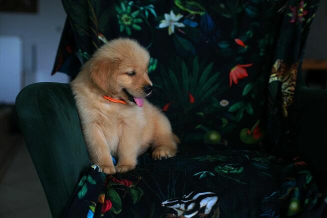 GOLDEN RETRIEVER-typ amerykański, linia amerykańska, ZKwP