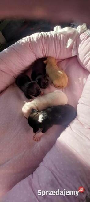 Chihuahua piesek długowłosy