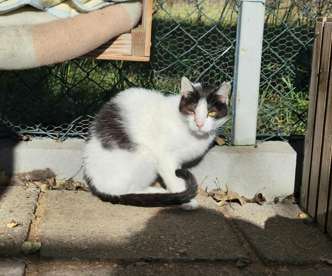 Młody delikatny kocurek Miki