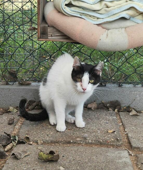 Młody delikatny kocurek Miki